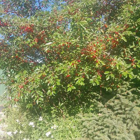 Waterfall In The Yard 카라콜 외부 사진