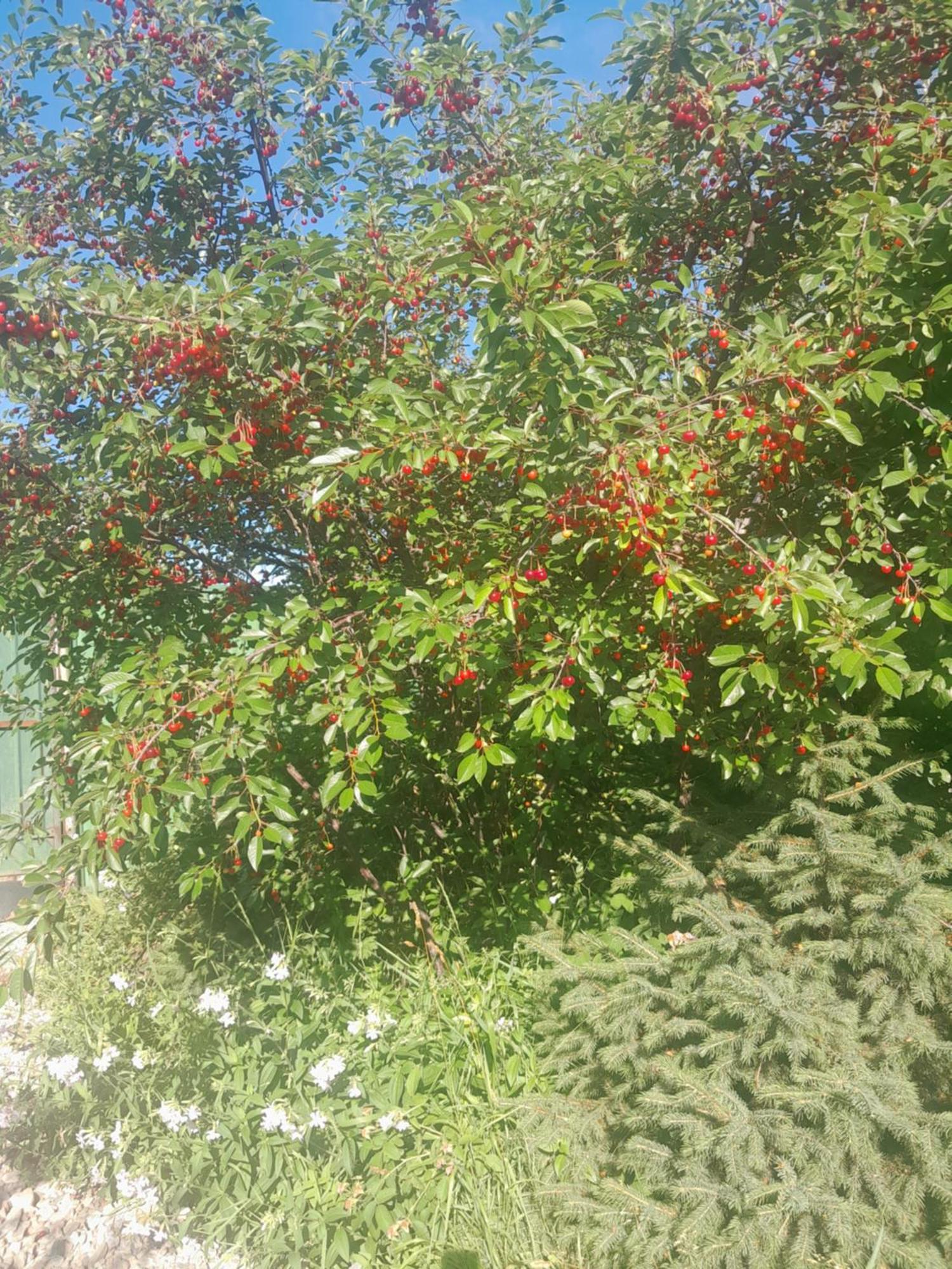 Waterfall In The Yard 카라콜 외부 사진